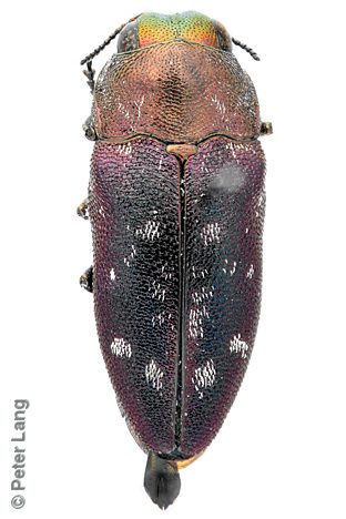 Diphucrania adusta, PL1037B, male, MU, 6.0 × 2.4 mm